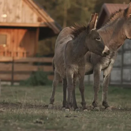 Tatarska Zagroda - Dolina Baryczy - Danielek ヴィラ *