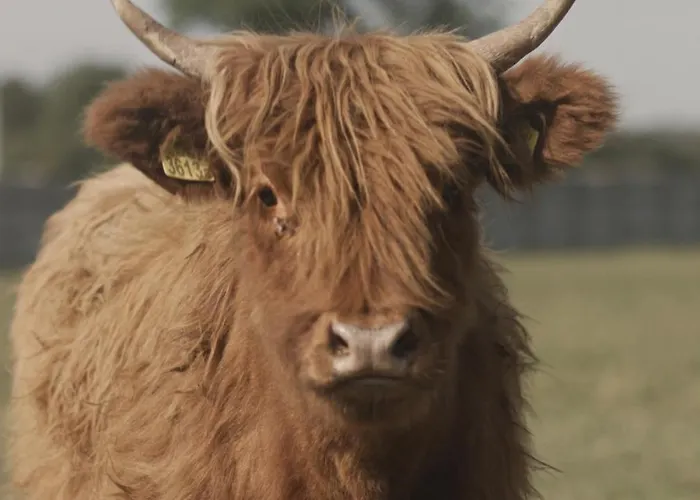 Tatarska Zagroda - Dolina Baryczy - Danielek *